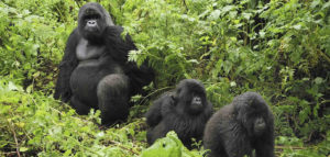 Mountain Gorillas