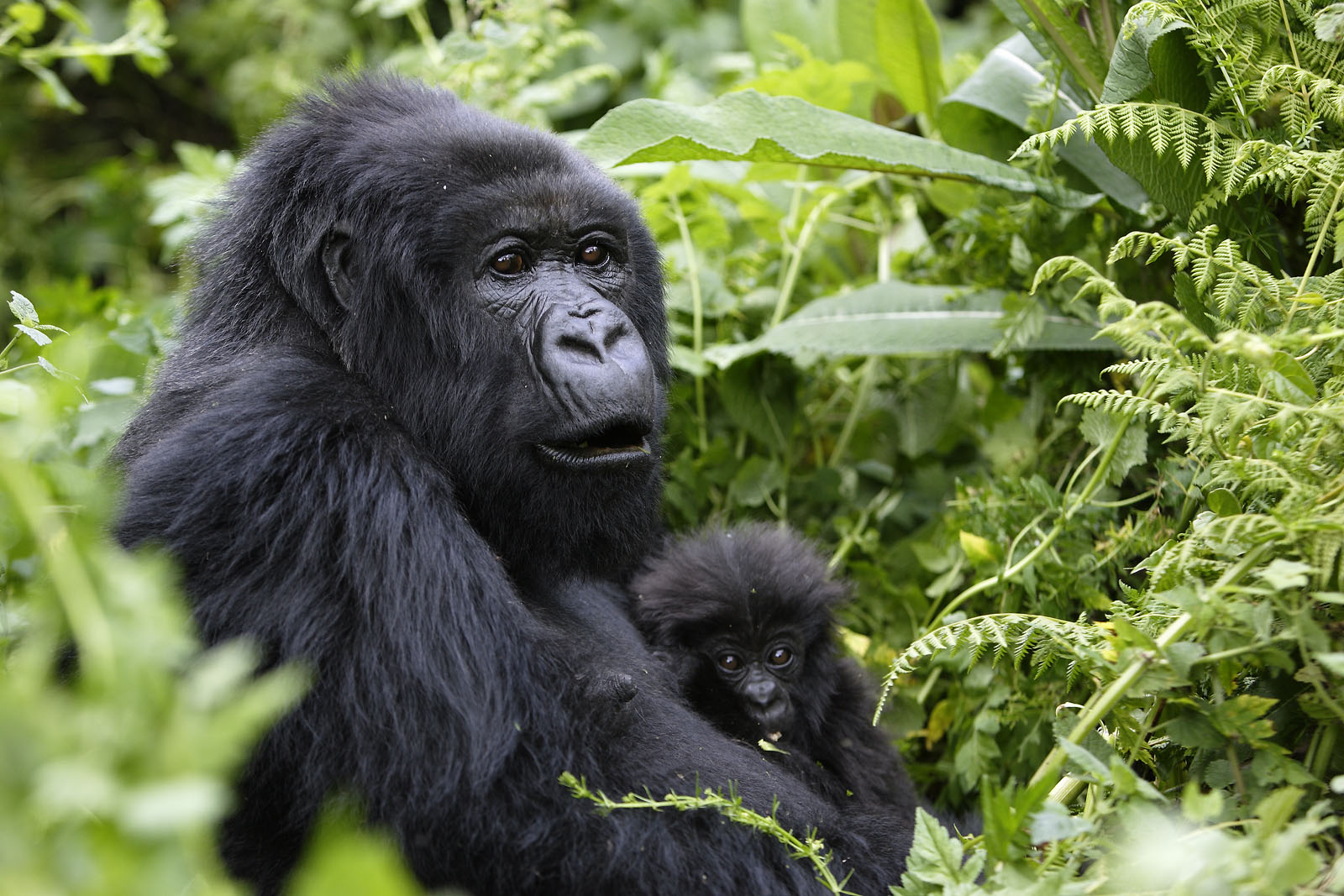 Mountain Gorillas in Congo