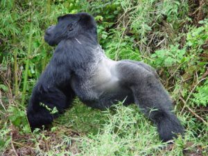 Mountain Gorillas in Uganda