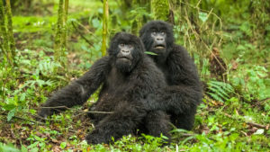 Congo Gorilla safaris